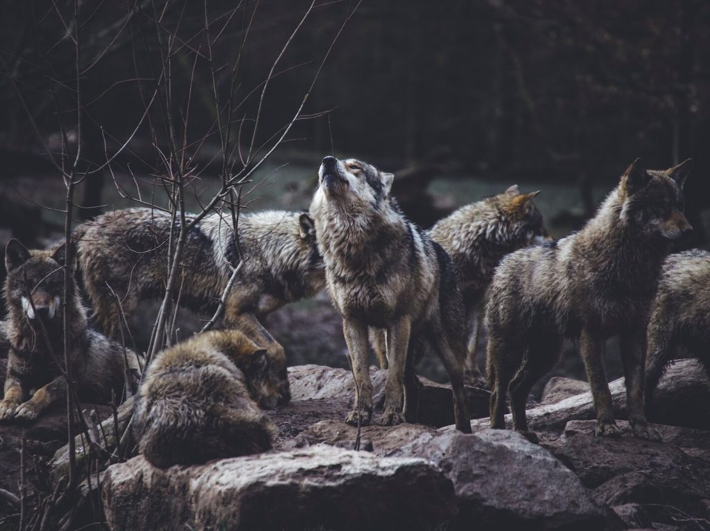 the spiritual meaning of animals