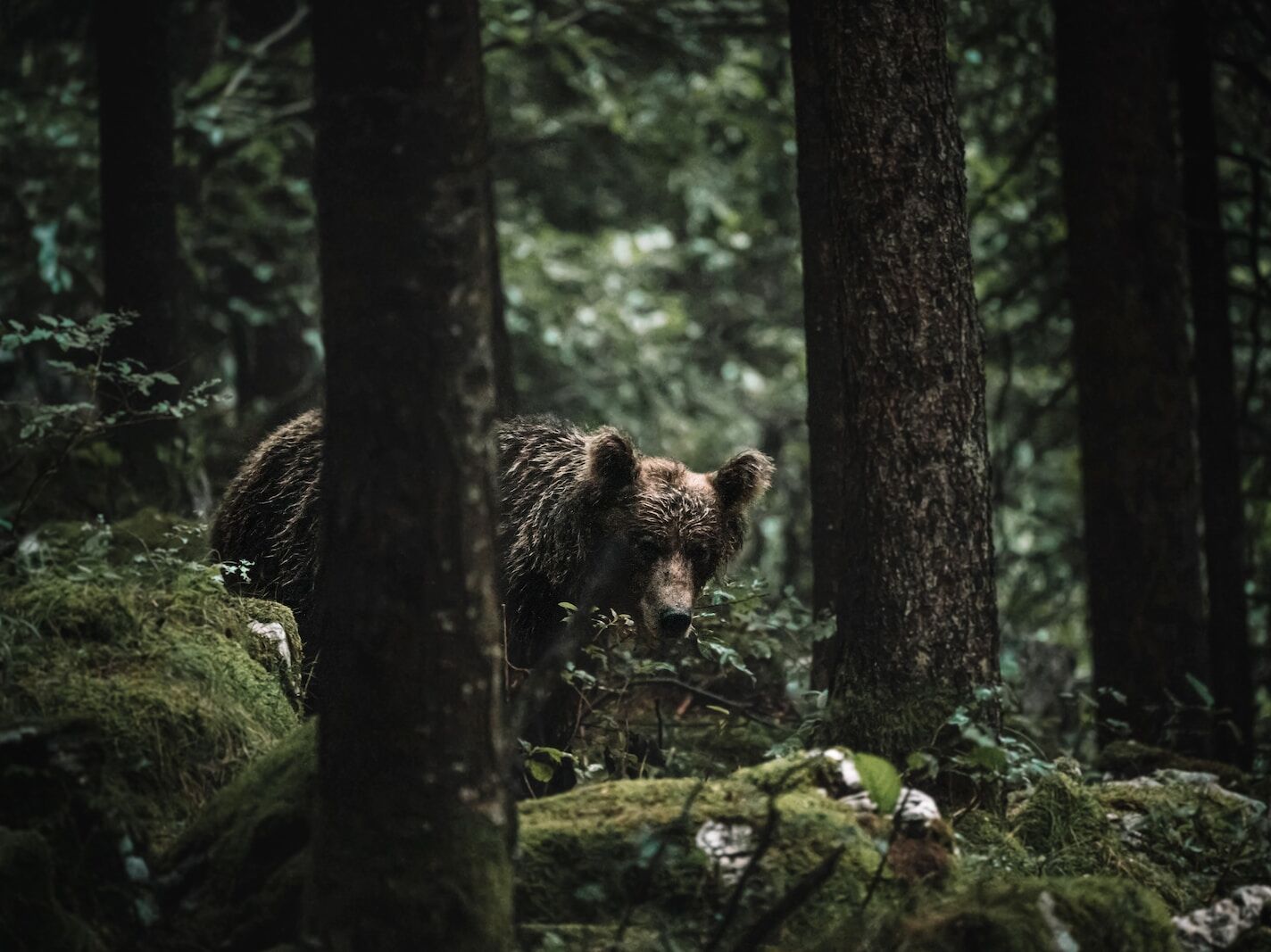 bear spirit animal