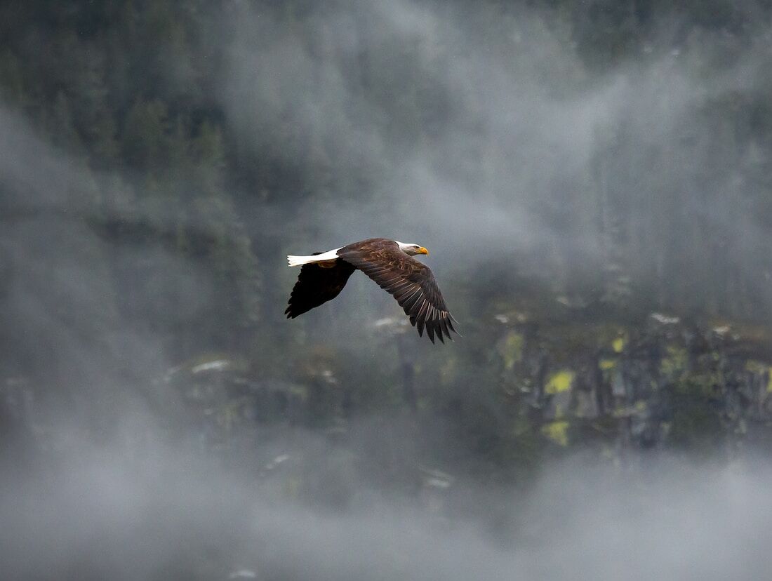 eagle animal spirit