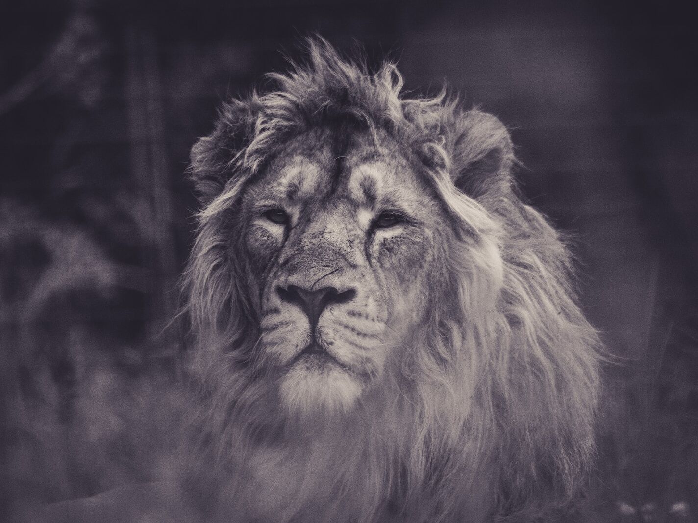 lion spirit animal totem