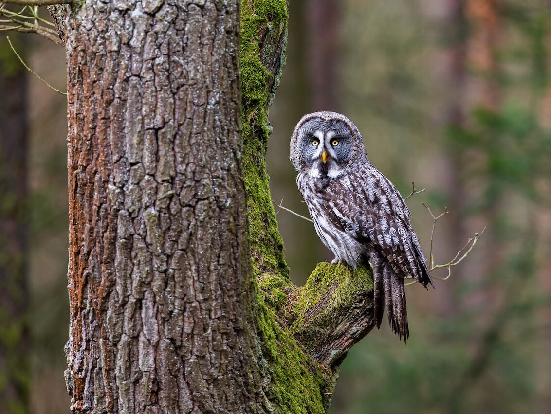 owl animal spirit