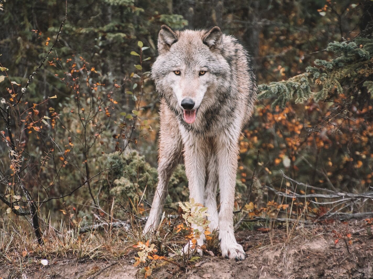 wolf animal spirit